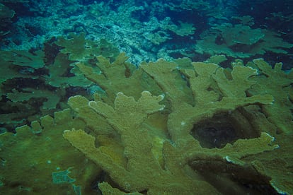 Corales en Colombia