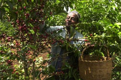 Un agricultor etíope cosecha café en su granja en Jimma, al suroeste de Addis Abeba.