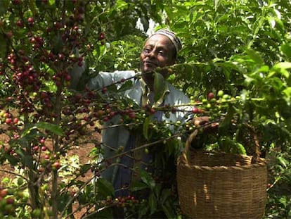 Un agricultor etíope cosecha café en su granja en Jimma, al suroeste de Addis Abeba.