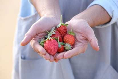 Natalia Sánchez de Pedro, del Instituto Madrileño de Investigación y Desarrollo Rural, Agrario y Alimentario (Imidra), recoge unas fresas de temporada en la Finca El Jaral de la Mira, de la que se surte el restaurante Coque.