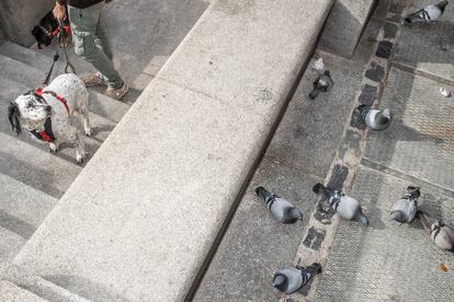 
Un perro observa un grupo de palomas en una calle de Madrid
