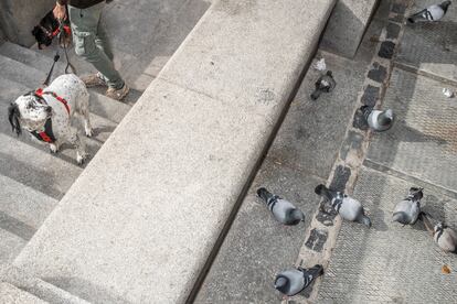 Un perro observa un grupo de palomas en una calle de Madrid