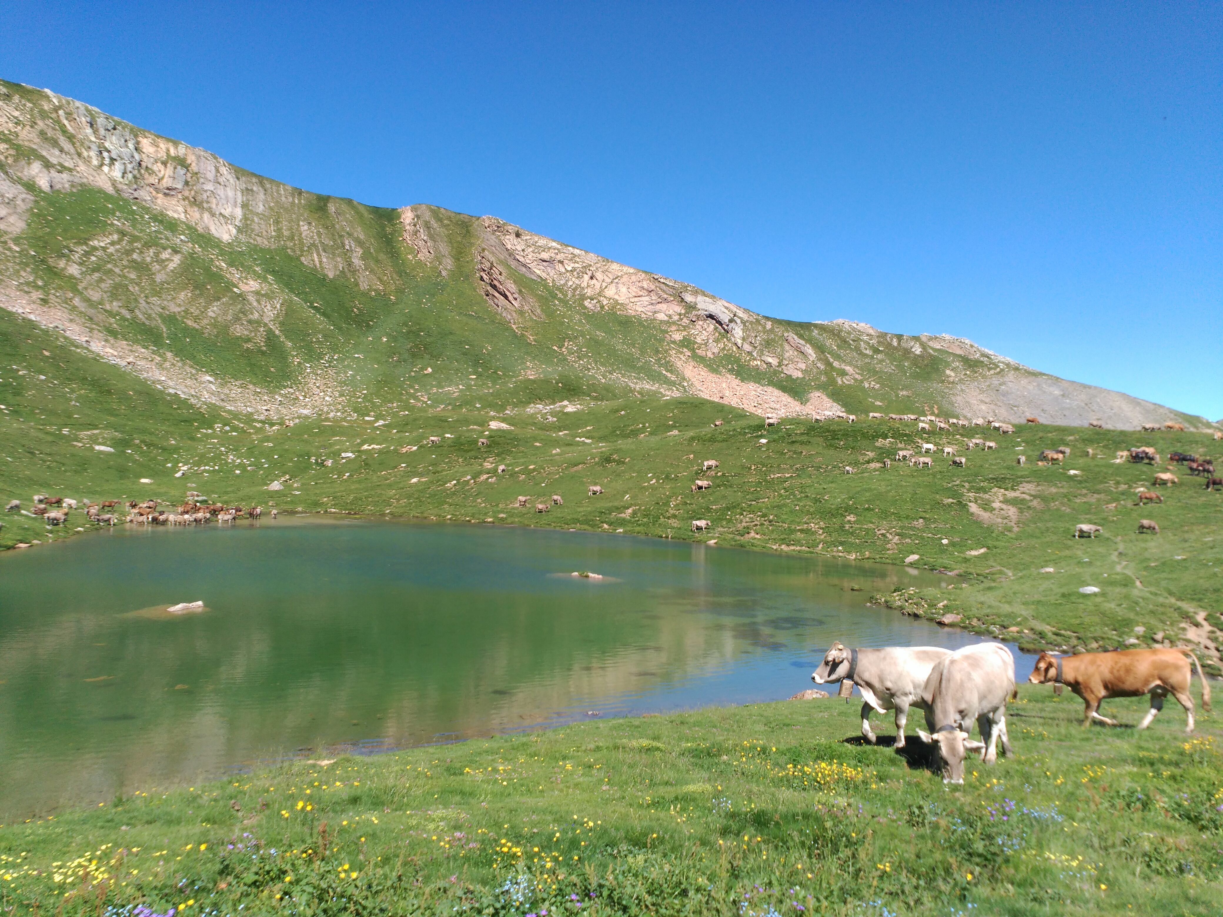 Vacas pastando en el valle de Castanesa. / PLATAFORMA EN DEFENSA DE LOS MONTES DE ARAGÓN