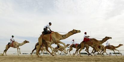 El festival incluye actividades destinadas a promover el folclore de los Emiratos Árabes Unidos, a parte de las carreras de camellos.