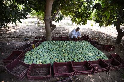 Un agricultor egipcio acondiciona mangos en la aldea de al-Qata, gobernación de Giza, el 27 de agosto de 2018.