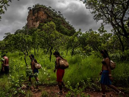 A group of Xavante Indigenous people collect seeds in a forest in the Brazilian state of Mato Grosso, January 2022.