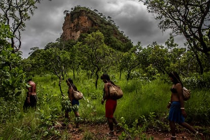 A group of Xavante Indigenous people collect seeds in a forest in the Brazilian state of Mato Grosso