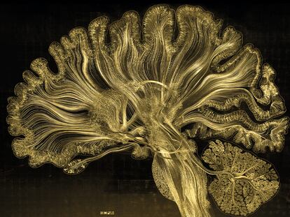 Una imagen artistica de un cerebro, motivo de estudio de una próxima exposición en el CCCB.