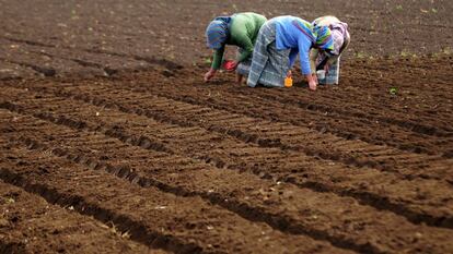 Tres mujeres trabajan la tierra en una granja de Chimaltenango, Guatemala.