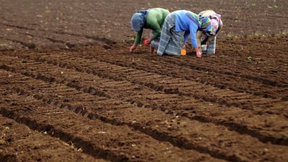 Tres mujeres trabajan la tierra en una granja de Chimaltenango, Guatemala.