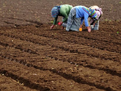 Tres mujeres trabajan la tierra en una granja de Chimaltenango, Guatemala.