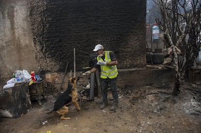 Un hombre alimenta a un perro del municipio de Santa Olga.