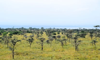 El paisaje dominante en la reserva de Ol Pajete, en Kenia, es el de la sabana punteada por acacias como el espino silbante, que supone hasta el 90% de la cubierta forestal.