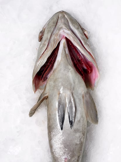 Un pescado fresco debe tener unas agallas de color rojo intenso, esto indica que lleva poco tiempo fuera del mar. Con el paso de los días pasan a ser de color marrón.