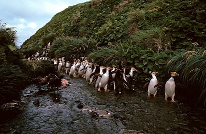 Pingüinos en la isla de Tristán Da Cunha (Reino Unido).