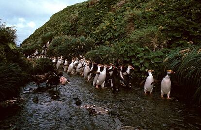 Pingüinos en la isla de Tristán Da Cunha (Reino Unido).