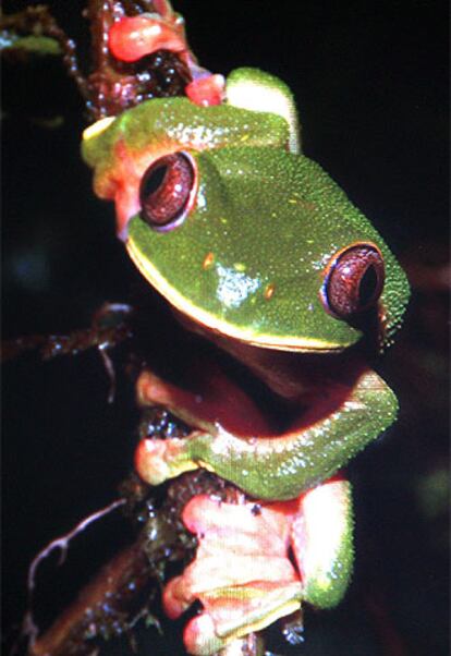 Una nueva especie de rana de árbol con vivos colores rojos y verdes. Según los científicos, estos animales, a pesar de que tener contacto con el hombre, no mostraron recelo alguno ante la presencia de los seres humanos.