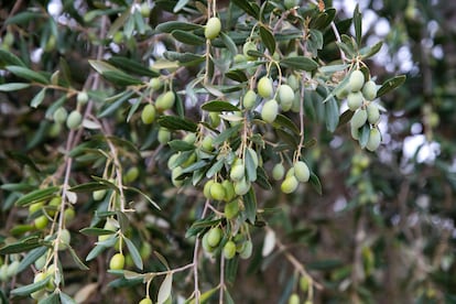 First harvest or green oil is a juice that is extracted from the youngest olives that are green or in veraison. Image provided by Oleícola Jaén.