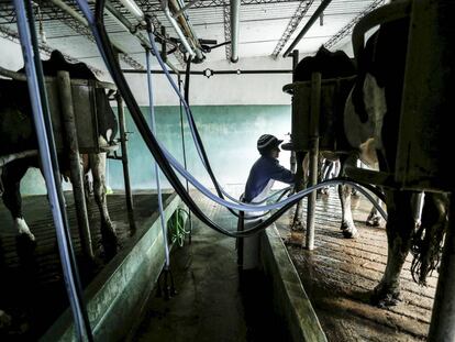 Homem trabalha em um estábulo em um subúrbio de Libertad, Uruguai