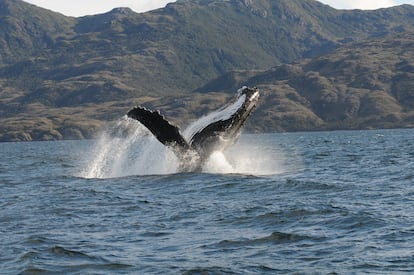 Una ballena jorobada avistada en el mar de Magallanes.