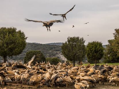 Buitres en el refugio de rapaces de Montejo de la Vega (Segovia) en 2015