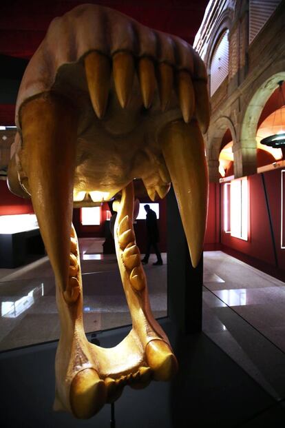 Una reproducción de tres metros de un cráneo de tigre de diente de sable, con sus fauces abiertas, saludan al visitante al entrar en la exposición.