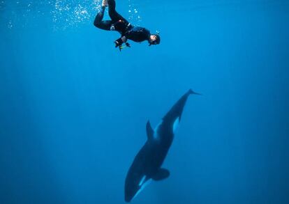 Gotzon Mantuliz nadando con una orca en el Mar de Cortés.