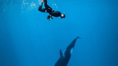 Gotzon Mantuliz nadando con una orca en el Mar de Cortés.