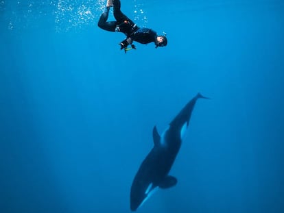 Gotzon Mantuliz nadando con una orca en el Mar de Cortés.