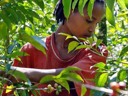 El primer producto de exportación de Etiopía es el café, del que obtiene 525 millones de dólares al año.