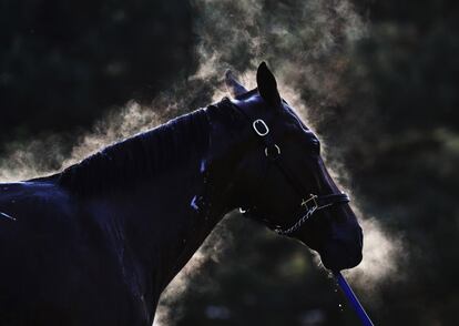 Un caballo humeante después de un baño tras un entrenamiento en Churchill Downs, en Kentucky (Estados Unidos).