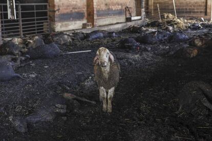 Una granja calcinada por el incendio en Torre del Español, Tarragona.