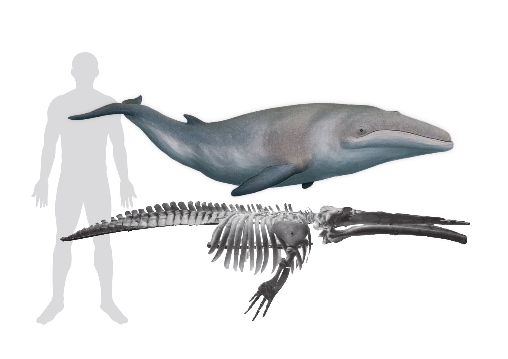 Comparación entre una 'Cetotherium riabinini' de unos 3 metros frente a un humano de 1,8 metros de altura.