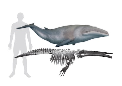 Comparación entre una 'Cetotherium riabinini' de unos 3 metros frente a un humano de 1,8 metros de altura.