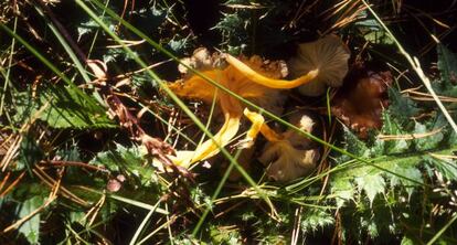 Ejemplar de seta 'Caetharellus lutescens'