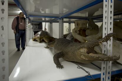 Ejemplar de cocodrilo. La colección herpetológica dispone de 22.000 ejemplares de 450 especies.