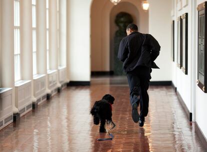 Bo, el perro de agua portugués regalo del senador Ted Kennedy para las hijas de Obama, corre por los pasillos de la Casa Blanca junto al presidente el 14 de abril de 2009.