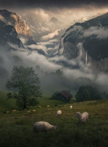 El holandés <a href="https://www.instagram.com/maxrivephotography/?hl=es" target="_blank">Max Rive</a> se ha alzado con el segundo puesto con un conjunto de imágenes bucólicas que retratan un apacible verano en los Alpes franceses y suizos. En esta foto, un rebaño de ovejas pace en la comuna de Lauterbrunnen, en el cantón suizo de Berna.