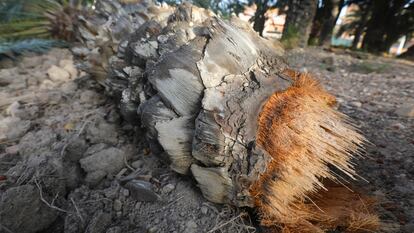 Imagen de una palmera partida por el tronco como consecuencia del estrés hídrico en un huerto de Elche.