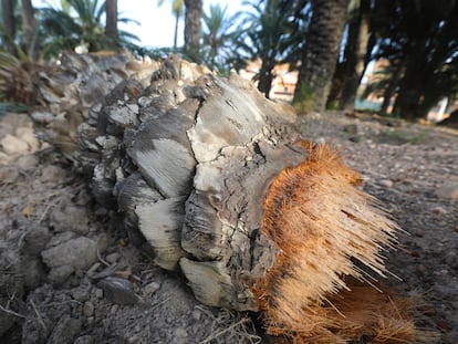 Imagen de una palmera partida por el tronco como consecuencia del estrés hídrico en un huerto de Elche.