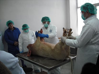 El veterinario Javier Salguero realiza una necropsia de un cerdo en un viaje de trabajo a Kazajistán.