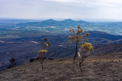 Bosque calcinado tras el incendio forestal en Las Hurdes (Cáceres), este domingo.