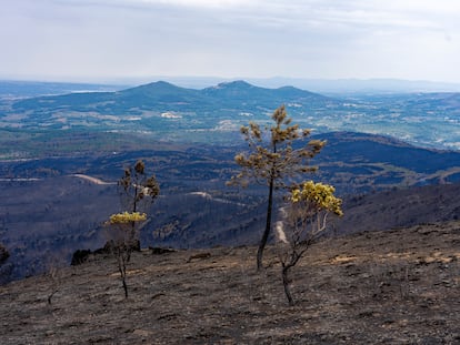 Bosque calcinado tras el incendio forestal en Las Hurdes (Cáceres), este domingo.