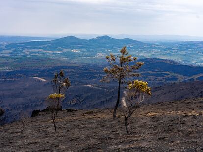 Bosque calcinado tras el incendio forestal en Las Hurdes (Cáceres), este domingo.