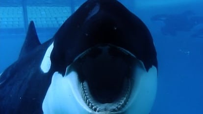Fotograma de 'Blackfish'.