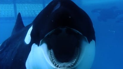 Fotograma de &#039;Blackfish&#039;.