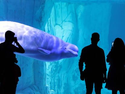 Varias personas contemplan este lunes una beluga en el Oceanogràfic de Valencia.