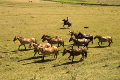 Un gaucho guiando una manada de caballosen la región de Salto, al noroste de Uruguay.