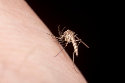 Por qué pican mosquitos