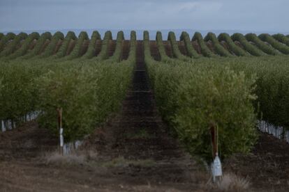 Hileras de olivos en la finca Carrascalejo, este miércoles. 